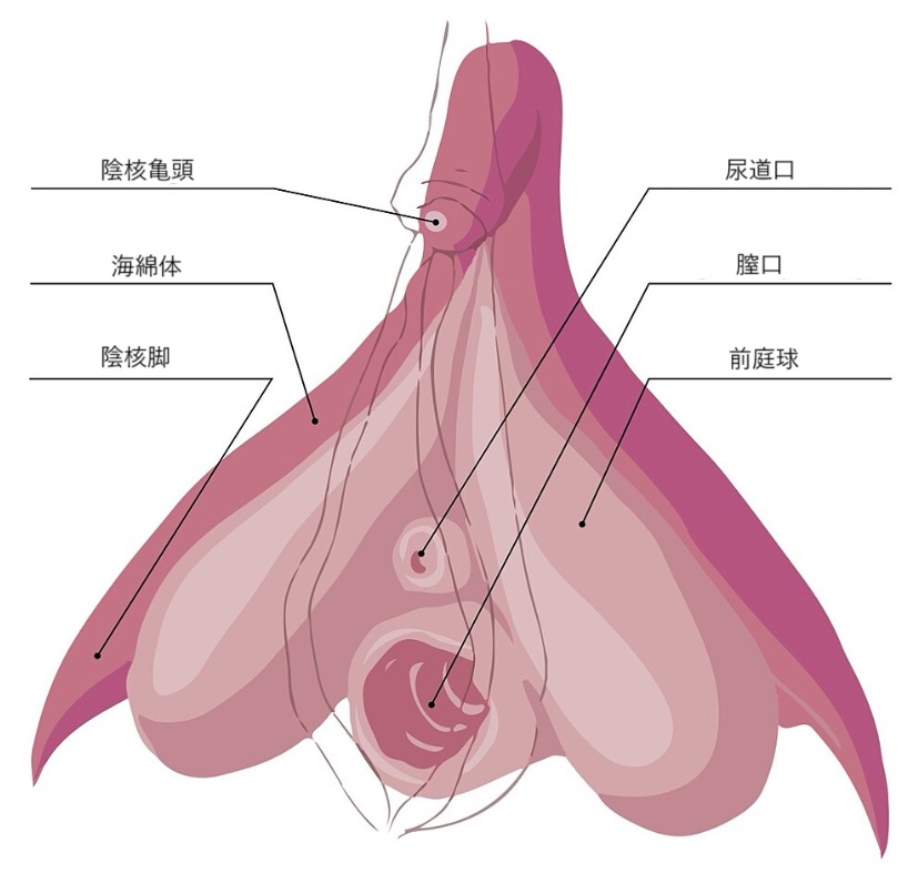 陰核（クリトリス）包茎術｜婦人科形成なら湘南美容クリニック【公式】