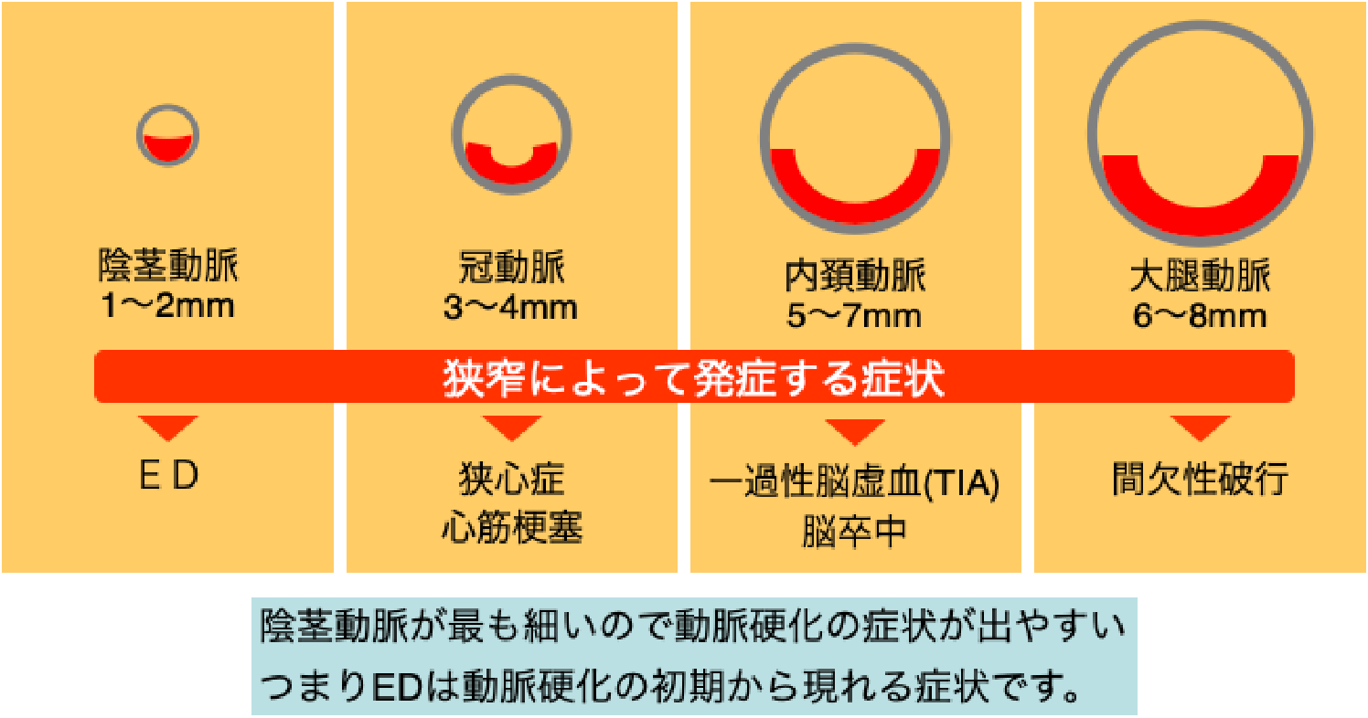 勃起の仕組み｜【浜松町第一クリニック】