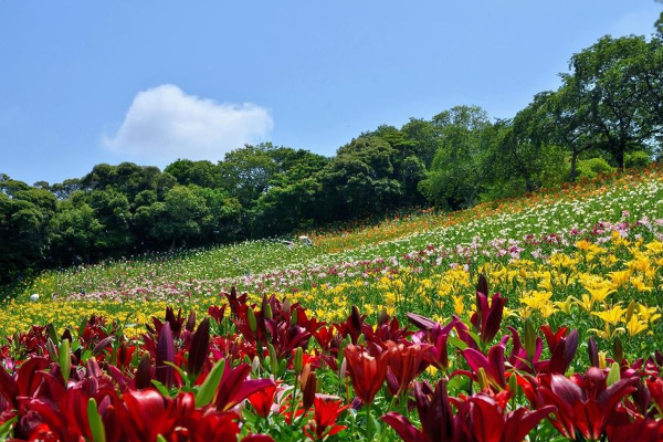 可睡ゆりの園 | iN HAMAMATSU.COM