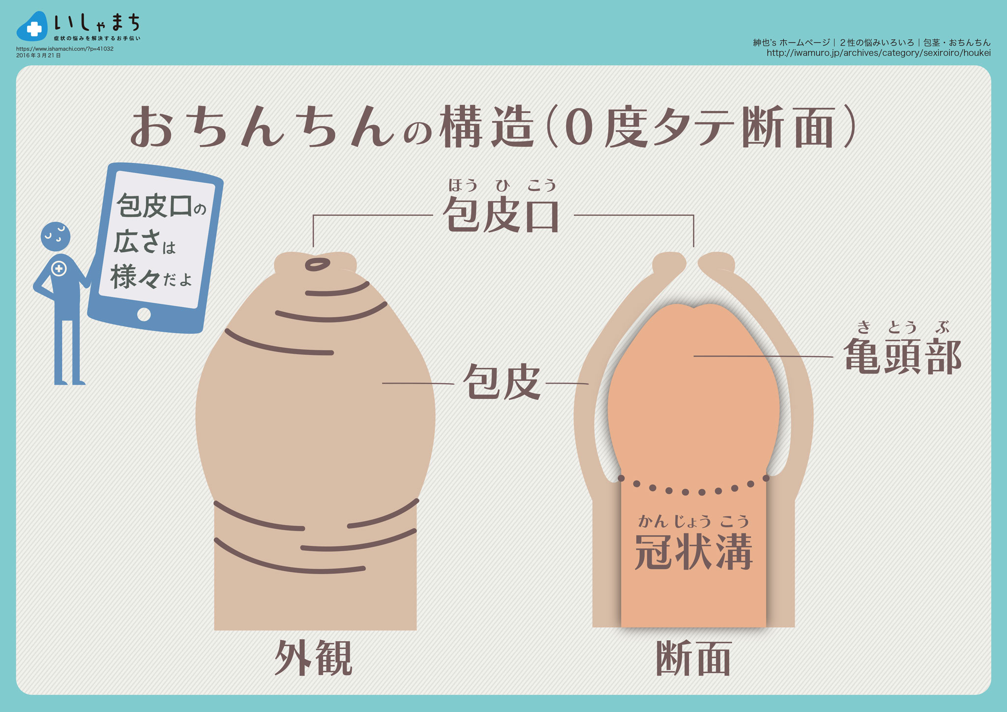 子どもの包茎」むきむき体操（包皮翻転指導）のすすめ – いしゃまち