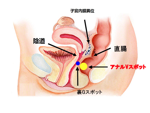 アナルセックスのやり方！準備と初めて開発 - 夜の保健室