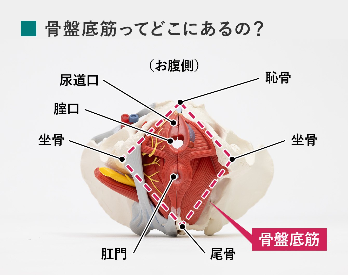 サクラチェッカー】尿道プラグ 尿道ブジー 尿道拡張 尿道オナニー