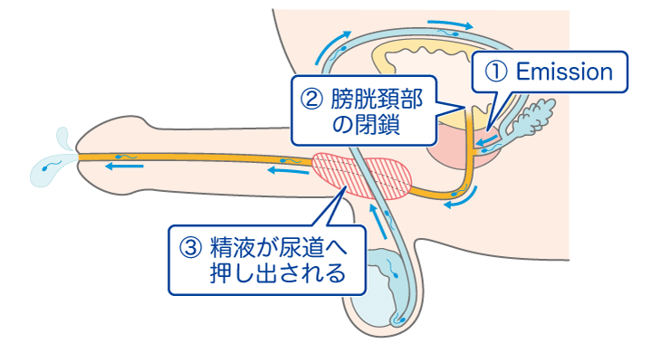 遅漏は治る？中イキできない！SEXが痛い…女性のHの悩みにプロが答える | ViVi