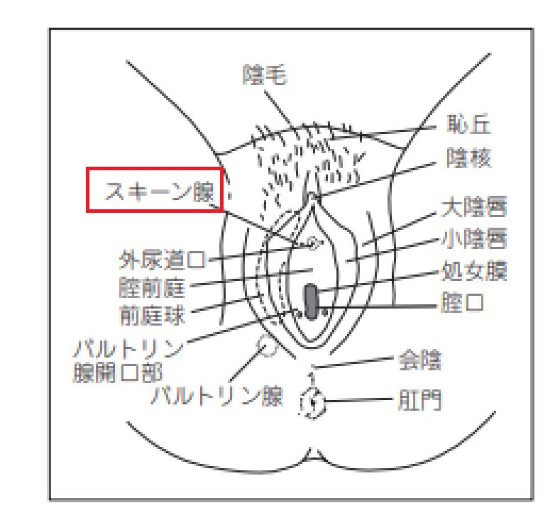 女性が感じる仕組みとは？オーガズムとスキーン腺の関係について解説 | コラム一覧｜