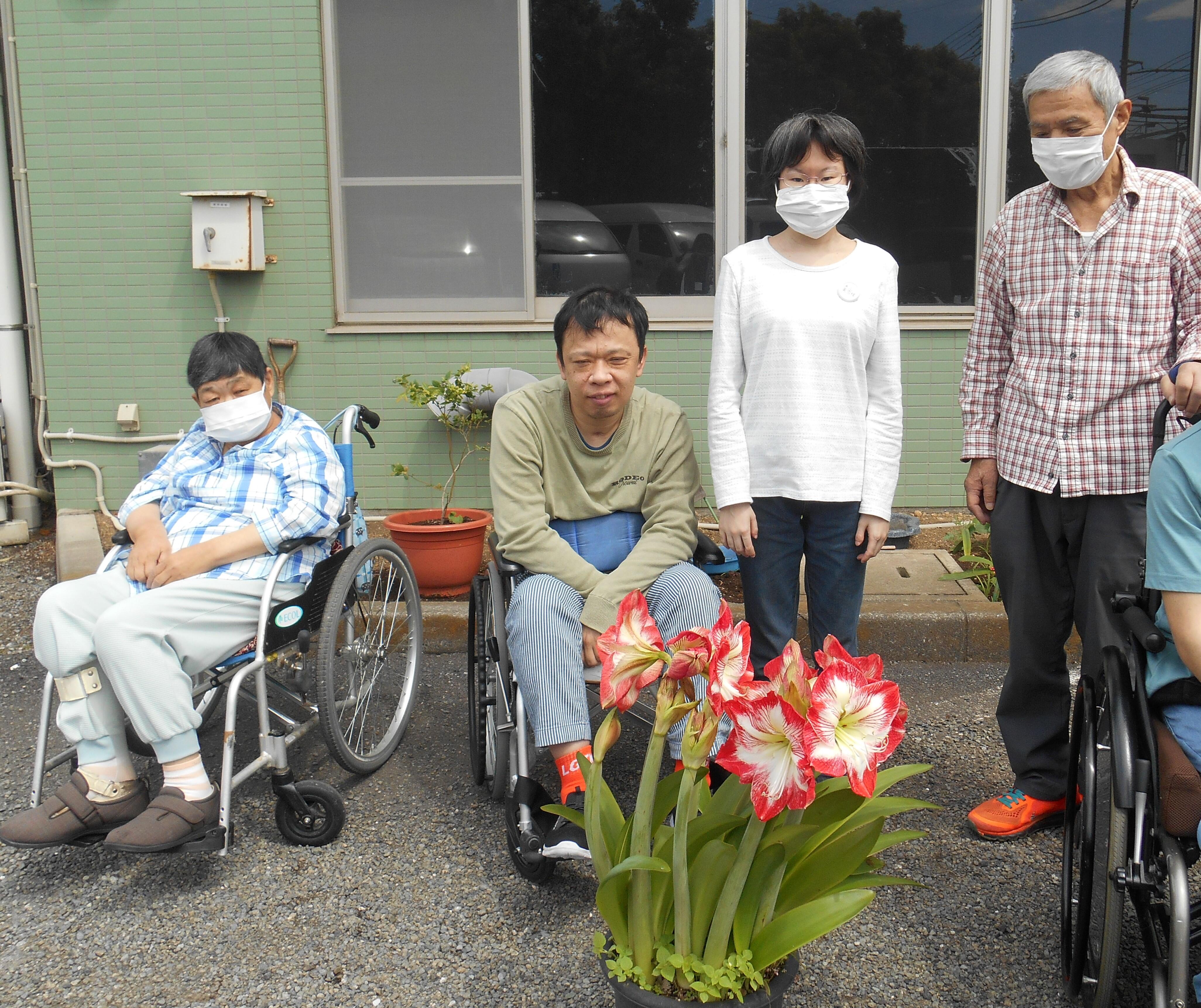 花・野草の観察記録