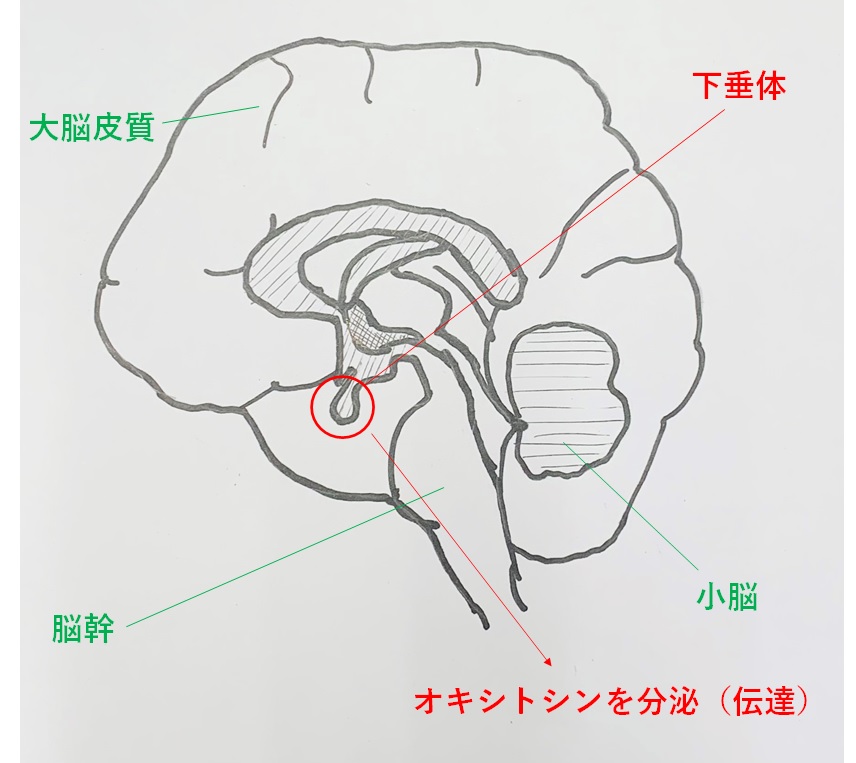 42歳でパートナーとセックスでオーガズムの頭痛の原因と治し方を解説【産婦人科医監修】 -  臨床心理士・パーソナルトレーナーの小中学生復学支援・小学生・中学生家庭教育支援・ 不登校母親メンタルサポート