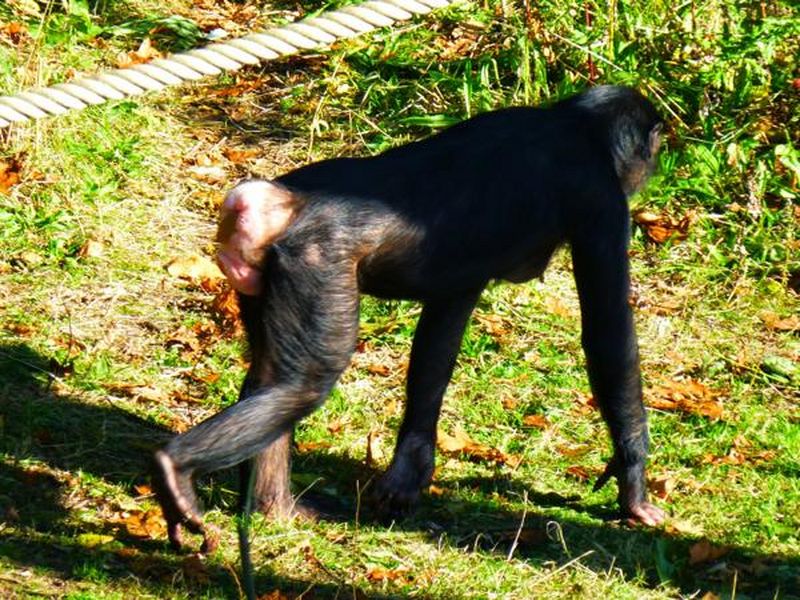 木の上に座っているチンパンジー野生動物のショットゴンベ タンザニア - ペニスのストックフォトや画像を多数ご用意