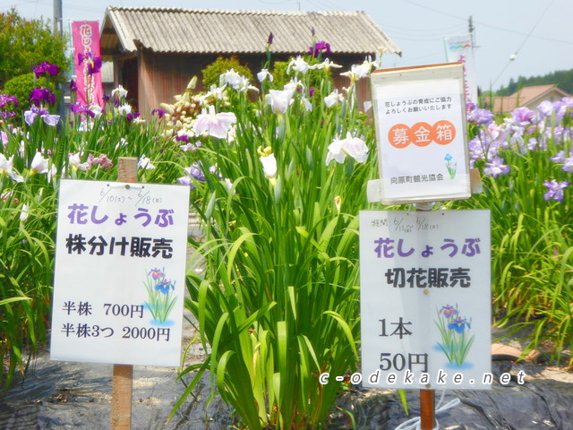 向原しょうぶまつり-安芸高田市の向原町花しょうぶ園に5千株の花しょうぶが満開に