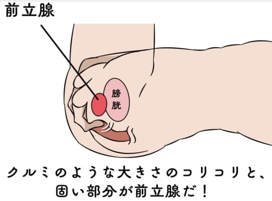 スキーン線は女性の前立腺？役割や刺激方法 - 夜の保健室