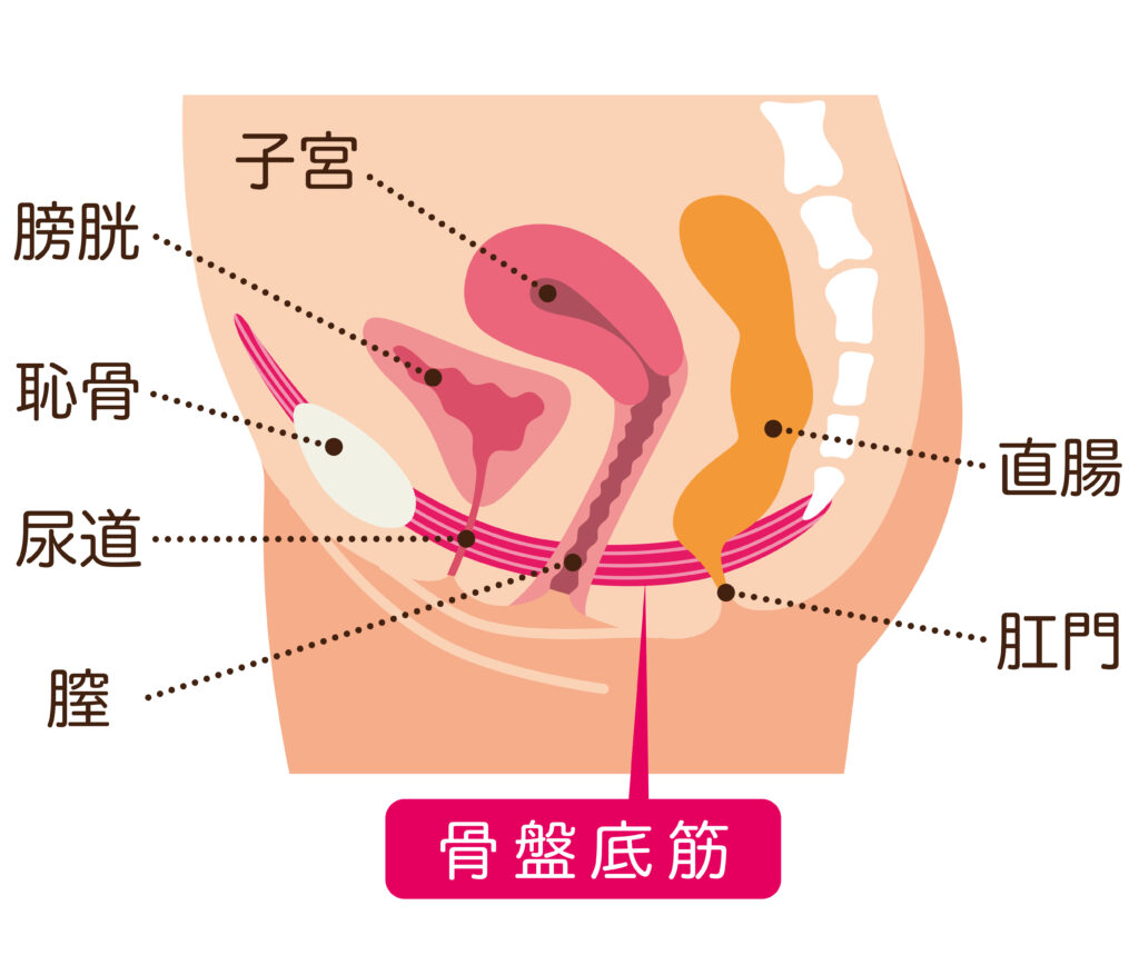 膣なら(ちなら)とは？膣から空気が出る原因や改善の解説 | コラム一覧｜