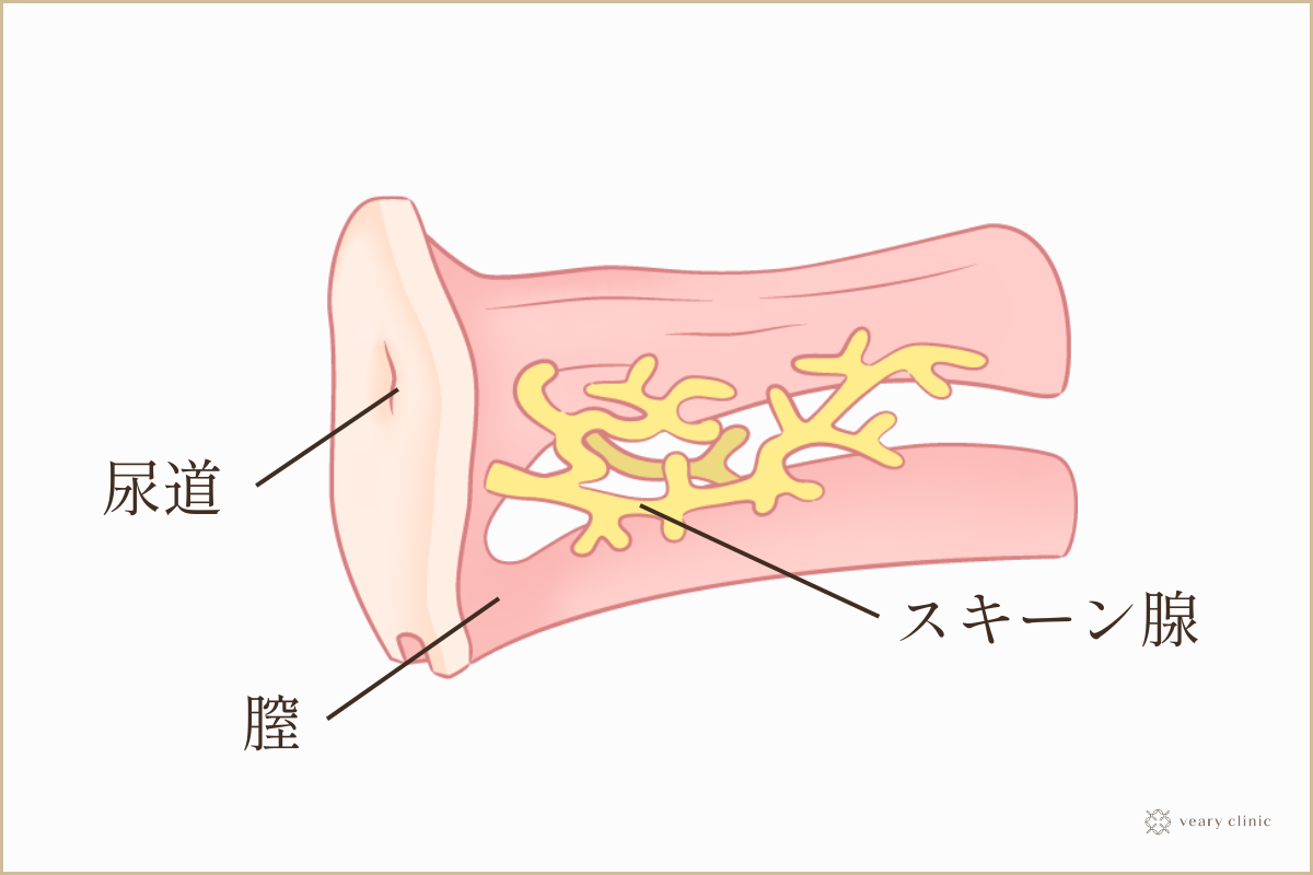 タンポンってどんなもの？（どこに入れるの？） | ソフィ