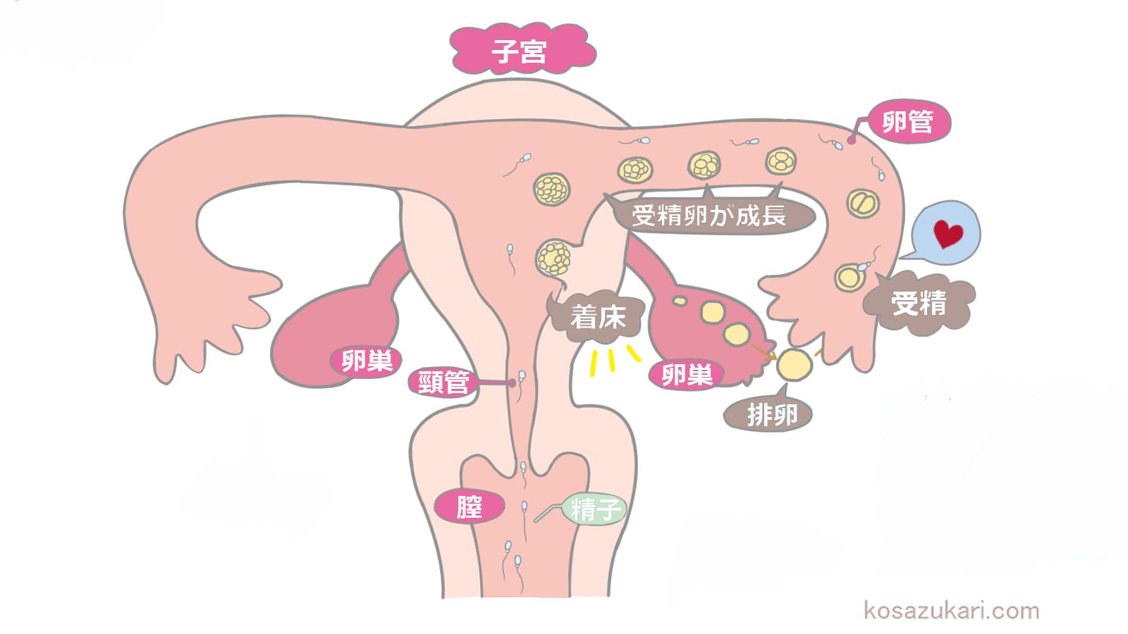 甘くなっているハズと食べたら…メロンが「苦っ！」 まさかの危険と食中毒リスク、農業指導員に聞いた見分け方（まいどなニュース） -