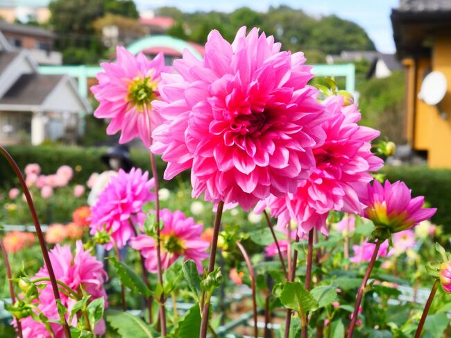 福岡花商協同組合 青年部 | 髙瀨花園