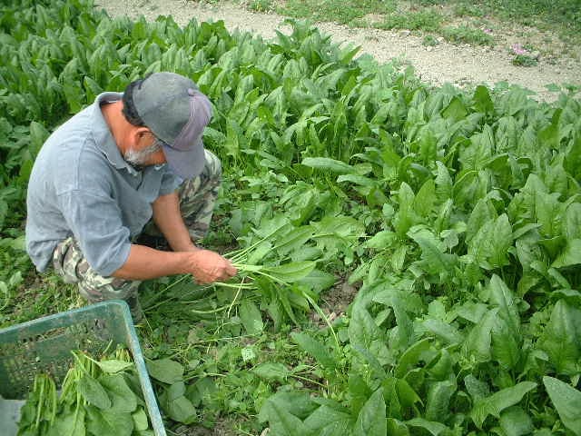 なちゅらだまの口コミと評判を徹底調査！下痢の副作用はある？ | なちゅらだま の口コミと評判を徹底調査しました。使用している全成分の効果や副作用も調べています。