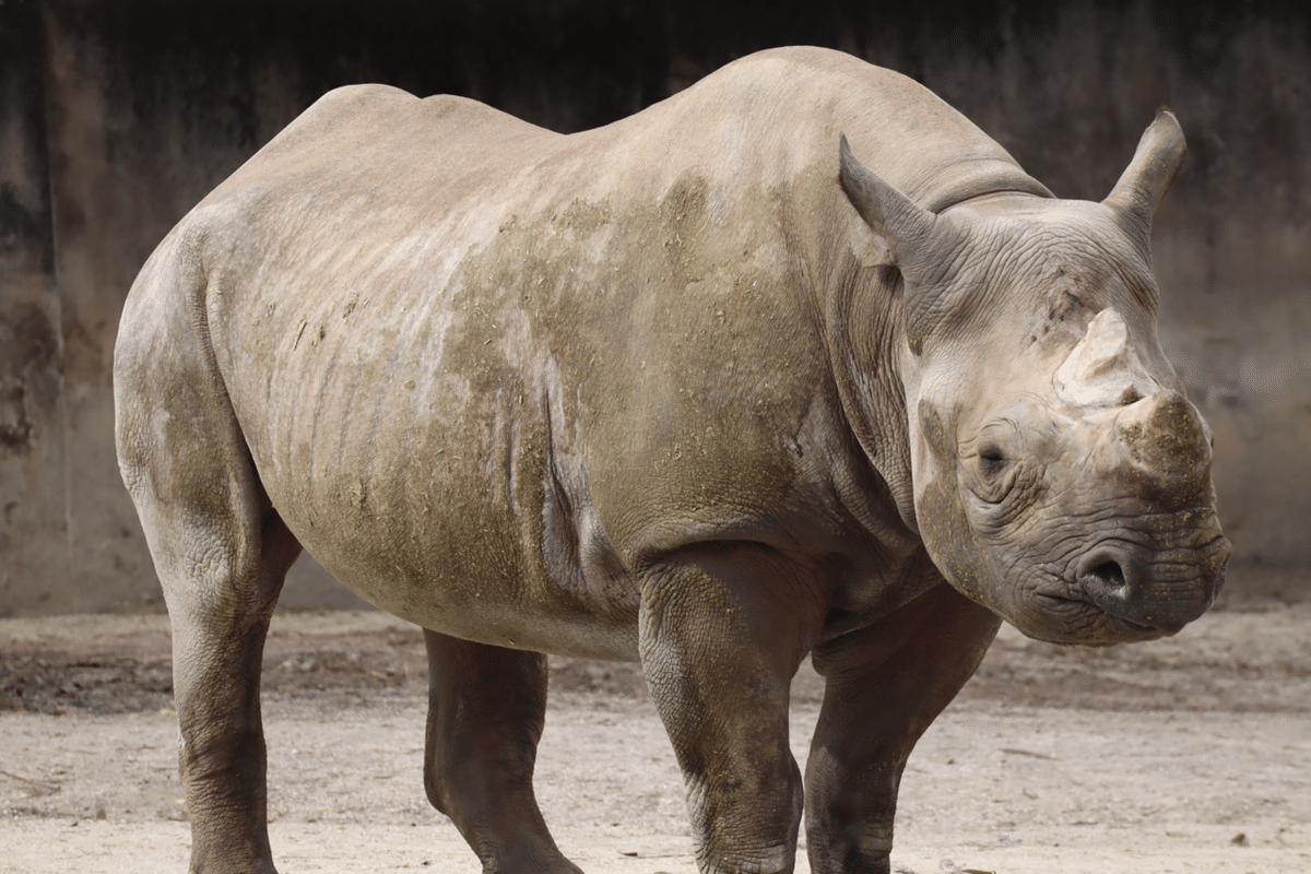 安佐動物公園】クロサイやレッサーパンダも 意外な絶滅危惧種 ｜地球派宣言（ひろしまリード）｜ｄメニューニュース（NTTドコモ）