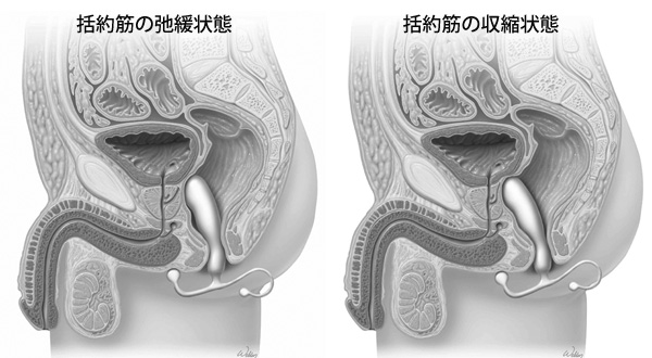 前立腺マッサージのコツは脱力にあり | アネロスジャパン | ANEROS