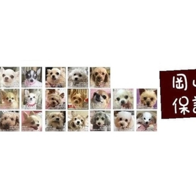 岡山保護犬の新着記事｜アメーバブログ（アメブロ）