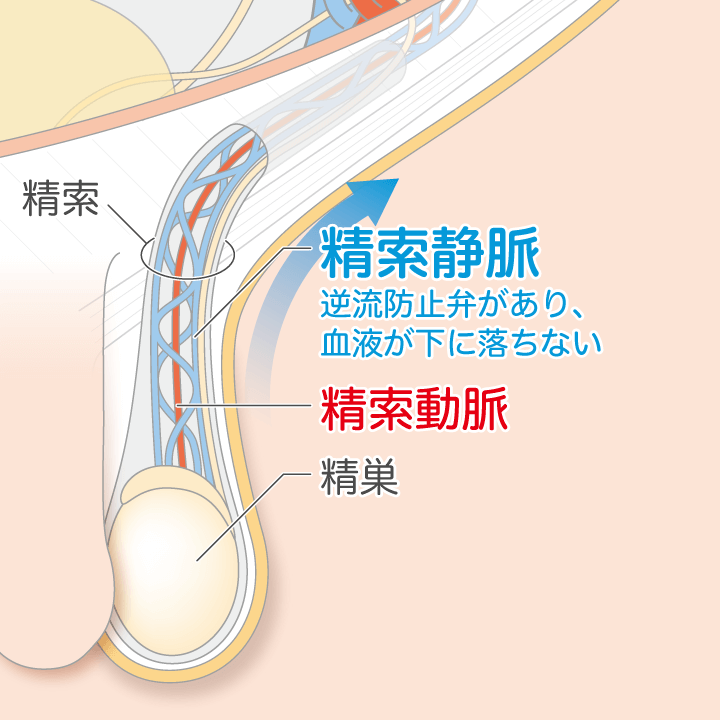 股縄・股間縛り・玉縛り - SMマニアック女王様 ナオミブログ