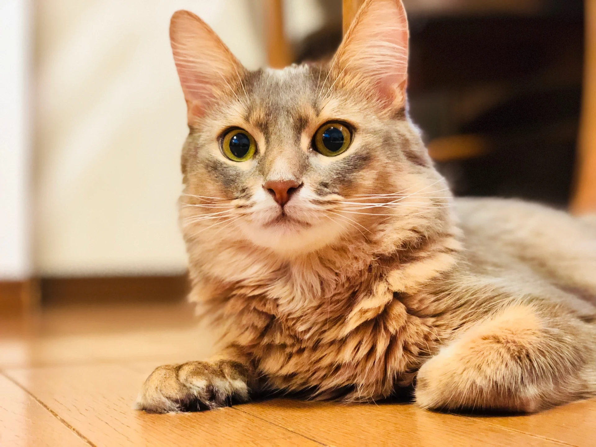 猫]愛知県の里親募集 ソマリ（毛色ブルー）女の子