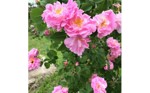 蓼科高原からお届けするローズボディソープ【薔薇の香りでリッチなバスタイム!】 | 長野県茅野市 | ふるさと納税サイト「さとふる」