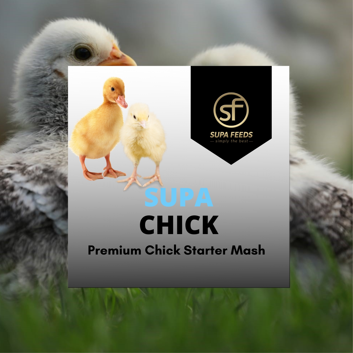 Premium Australian Made Chick Brooder