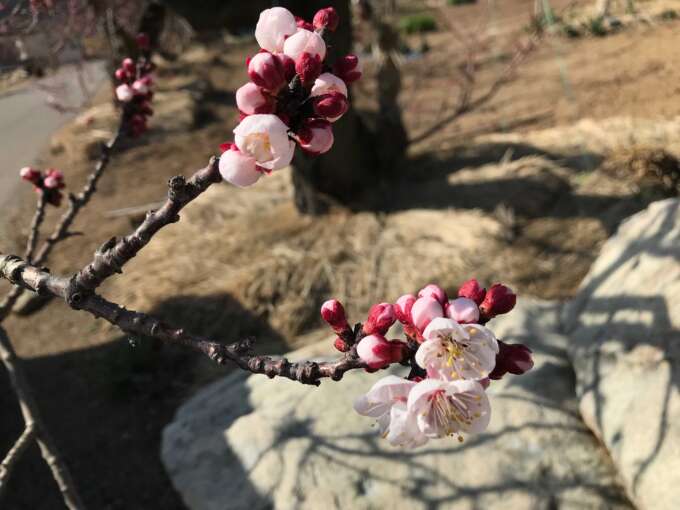 福津三十六景 26 西郷川花園／福津市