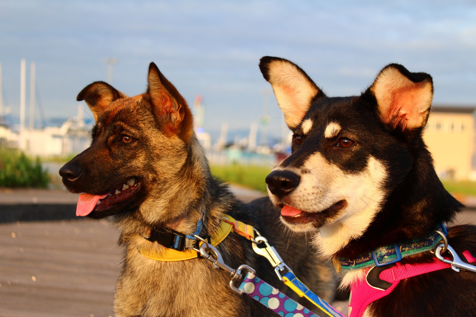 激しい「尻尾追い」をする黒柴の子犬 ある日、帰宅したらケージの中が血の海だった | 犬・猫との幸せな暮らしのためのペット情報サイト「sippo」