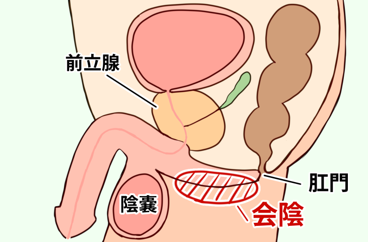 前立腺マッサージとはどんなプレイ？ 風俗エステ嬢がやり方を詳細解説 | シンデレラグループ公式サイト