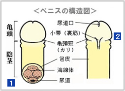 男を喜ばせるフェラのやり方！上手なテクやコツを元風俗嬢が解説 | シンデレラグループ公式サイト