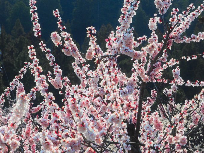 あんずの里（福津市）で、満開見頃のあんずの花を見て、神湊でランチ | 福岡おでかけブログ |