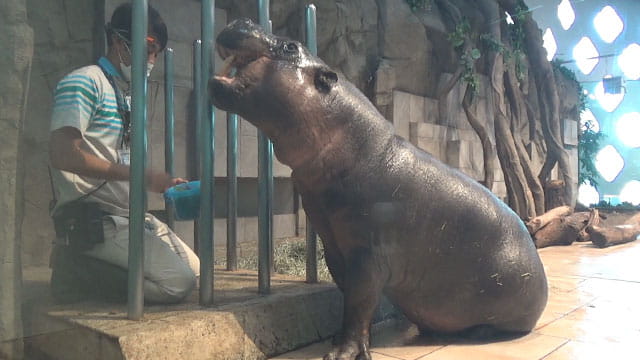 初夏のレッサーパンダ紀行【５】広島市安佐動物公園  気になるのは友友ちゃんの馴致とキクちゃんのお腹様子、そして、自然体の麻麻さんに心惹かれました！！』安佐(広島県)の旅行記・ブログ