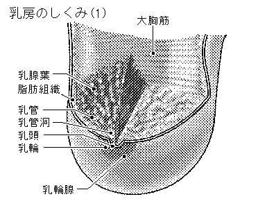 乳輪 - Wikipedia