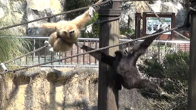 広島市安佐動物公園（広島県）／ホームメイト